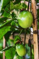 Young passion fruit. photo