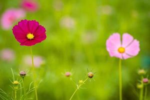 Beautiful Cosmos flowers. photo