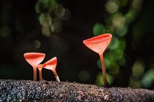Mushrooms fungi cup. photo