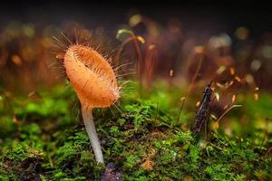 Mushrooms orange fungi cup. photo