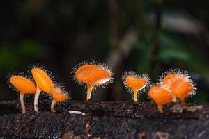 Mushrooms orange fungi cup. photo