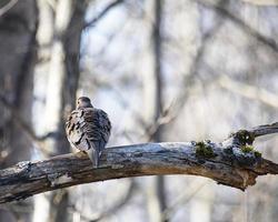 Ruffled Mourning Dove on Tree Limb photo