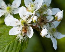 abeja en una flor de arbusto de bayas foto