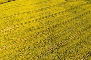 Beautiful yellow rape fields in spring sun aerial photo