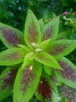 Amaranthus tricolor, wallpaper, beautiful nature photo