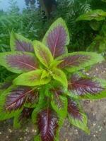 Amaranthus tricolor, wallpaper, beautiful nature photo