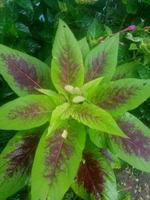 Amaranthus tricolor, wallpaper, beautiful nature photo