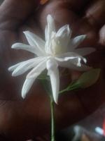 Arabian Jasmine, white flower,  wallpaper,  beautiful flower, beauty nature photo