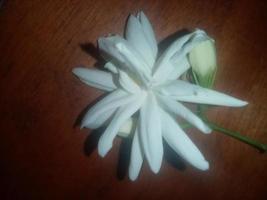 Arabian Jasmine, white flower,  wallpaper,  beautiful flower, beauty nature