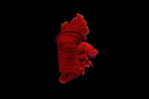 hermoso pez betta de cola de media luna súper roja o pez luchador momento en movimiento aislado en fondo negro