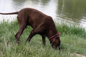 un perro marrón parado junto a un cuerpo de agua foto