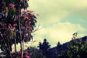 hermosos árboles en el jardín de hadas de miskolc foto