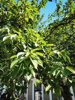 Green leaves in Miskolc city centre photo