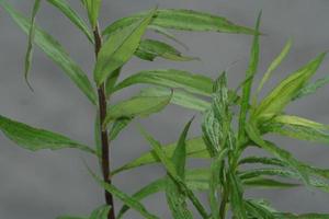 Justicia gendarussa plant in a grey backround photo