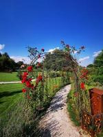 A close up of a red roses with a beautiful background photo