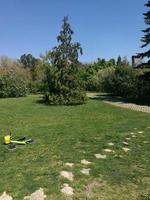 A large green field with trees in the background photo