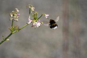 The bee landed on the flower photo