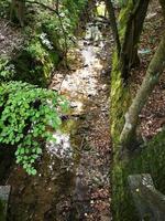 A plant in a forest photo