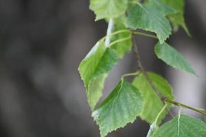 A close up of a green plant photo