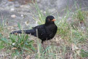 A bird sitting on top of a grass covered field photo