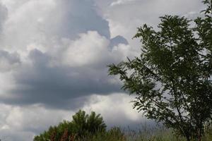 Ulmus tree and the blue sky photo