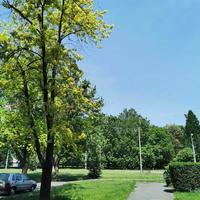 un árbol grande en un parque foto