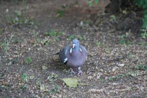 A little bird sitting on grass photo