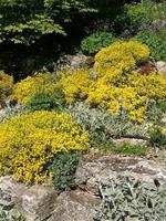 A close up of a yellow flowers photo