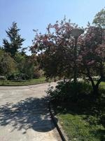 bonitos árboles en el arboreto de budapest foto