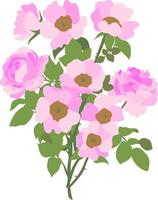 ilustración vectorial plana de flores de rosa mosqueta aisladas en un fondo blanco. cada rama está en una capa separada. ramo de flores de rosa mosqueta vector