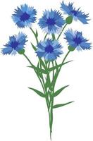 Vector flat illustration of cornflowers isolated on a white background. Each flower is on a separate layer. Bouquet of cornflowers