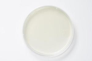 Petri dish and culture media with bacteria on white background with clipping, solid media, nutrient agar, Test various germs, virus, Coronavirus, Corona, COVID-19, Microbial population count. photo