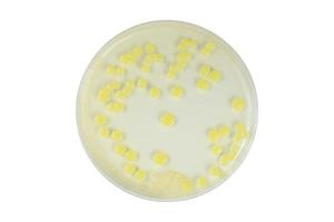 Top view of petri dish and culture media with bacteria on white background with clipping, solid media, nutrient agar, Test various germs, virus, Coronavirus, Corona, COVID-19, Food, Food science.
