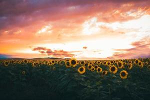 Panorama of Field of blooming sunflowers vibrant background sunset.Purple sunset dramatic skies photo