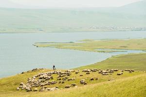 Shephard on horse with sheep by Paravani lake in summer photo