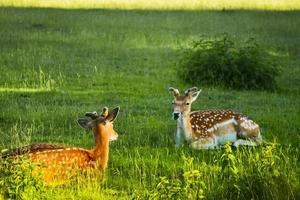 Panning scenic view domesticated deers raised outdoors isolated behind fence in Lithuania countryside. Deer farming in Baltic countryside photo