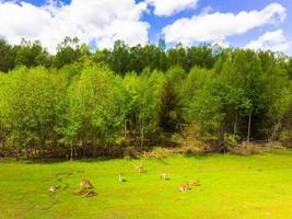 Aerial static scenic landscape forest view with deers enjoying grass outdoors in Lithuania countryside. Fauna and flora eastern europe, Lithuania in Baltic photo