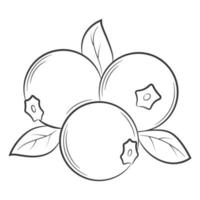 arándanos, arándanos, bayas silvestres, bayas en un estilo lineal. elemento decorativo vectorial en blanco y negro, dibujado a mano.aislado sobre fondo blanco. vector