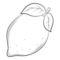 lemon, fruit in a linear style. Black and white vector decorative element, drawn by hand.Isolated on white background.