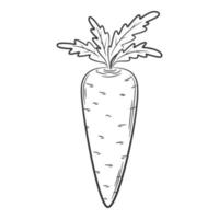 Carrot. A vegetable in a linear style, drawn by hand. Food ingredient, design element.Lineart. Black and white vector illustration. Isolated on a white background