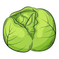 Cabbage head. A vegetable in a linear style, drawn by hand. Food ingredient, design element.Color vector illustration with outline. Isolated on a white background