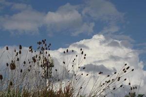 A flock of birds flying in the sky photo