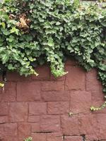 A green leaves in front of a brick wall photo