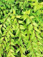 A banana tree with green leaves photo