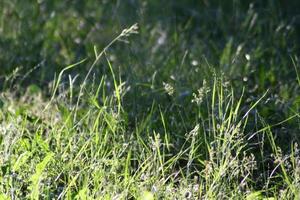 un primer plano de un campo verde y exuberante foto