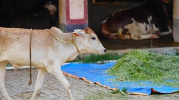 cute calf pictures photo