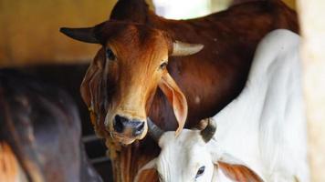 el enfoque selectivo de la vaca lechera india foto