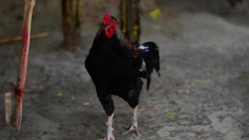 gallinas de corral. foto