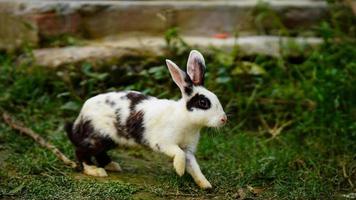 lindo conejo corriendo en la hierba foto