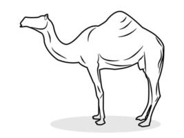 Camel vector line art illustration